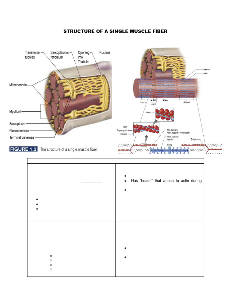 Structure of A Single Muscle Fiber Pre Final Lesson | PDF | Skeletal ...