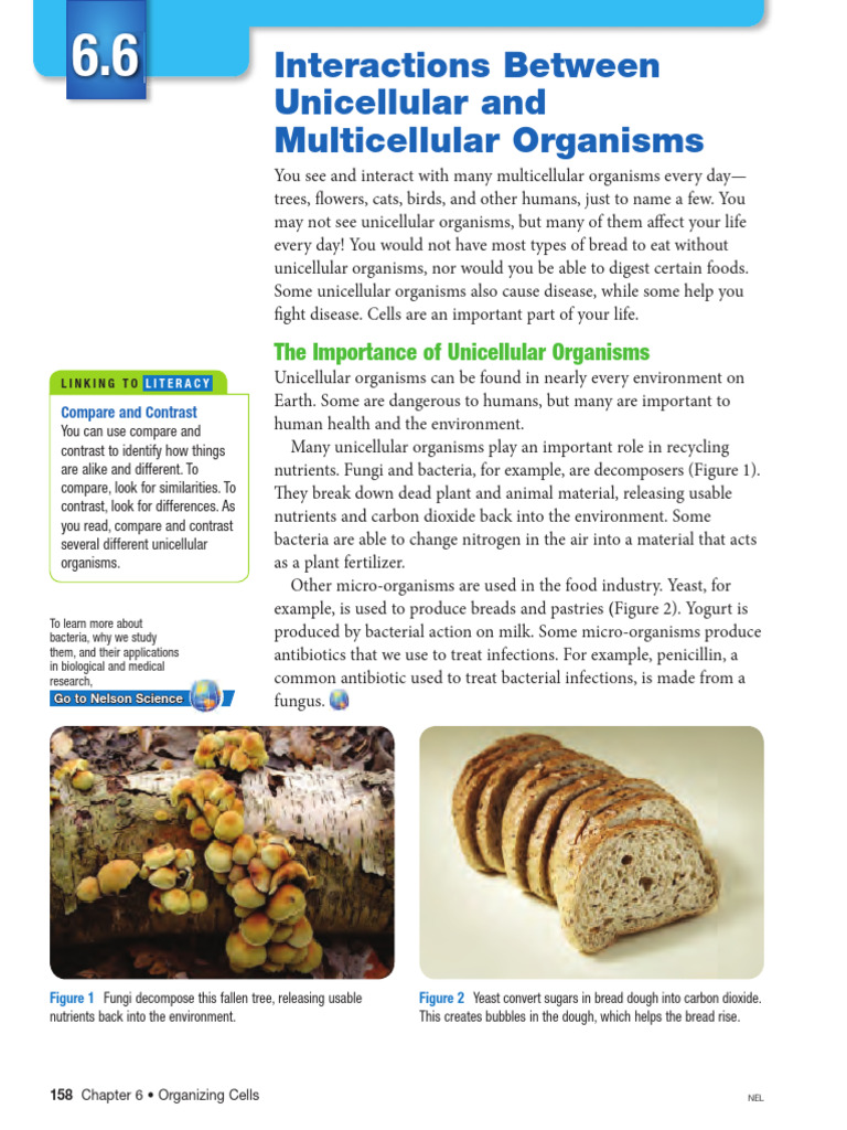Interations Between Unicllular and Multicellular Organisms | PDF ...
