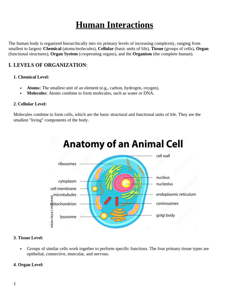 Human Systems Interactions | PDF | Human Digestive System ...