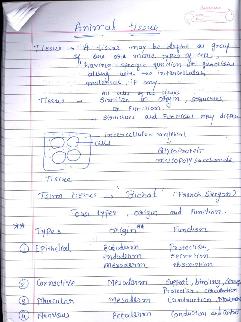 Animal Tissue 1 | PDF
