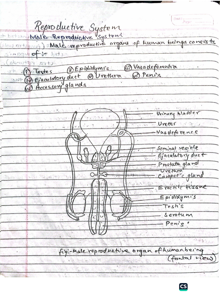 Reproductive System | PDF