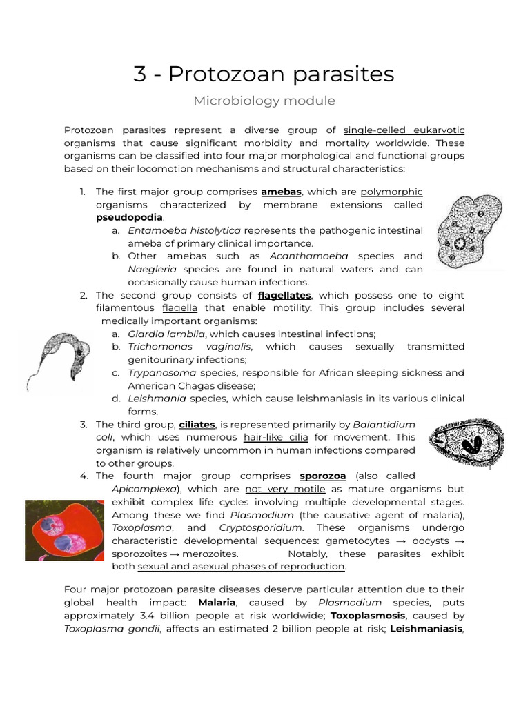 3 - Protozoan Parasites | PDF | Medical Specialties | Clinical Medicine