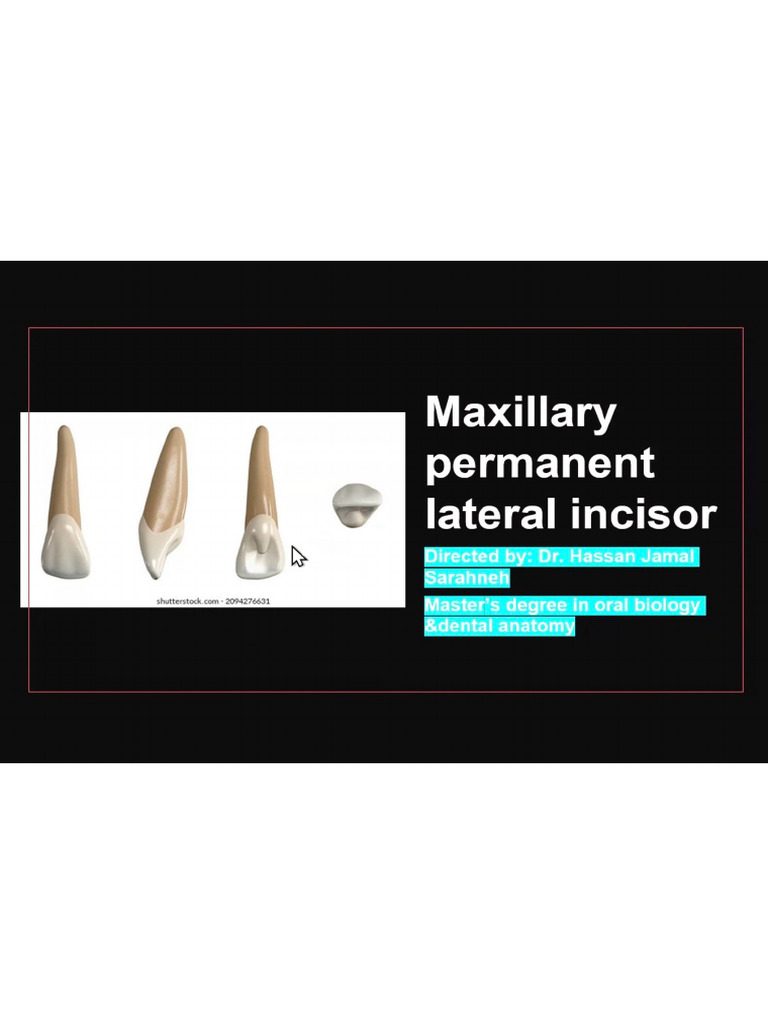 Maxillary Permanent Lateral Incisor | PDF