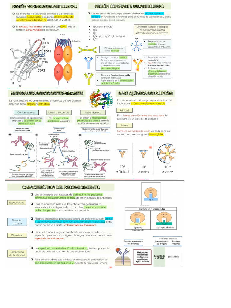 Clases Inmunología | PDF