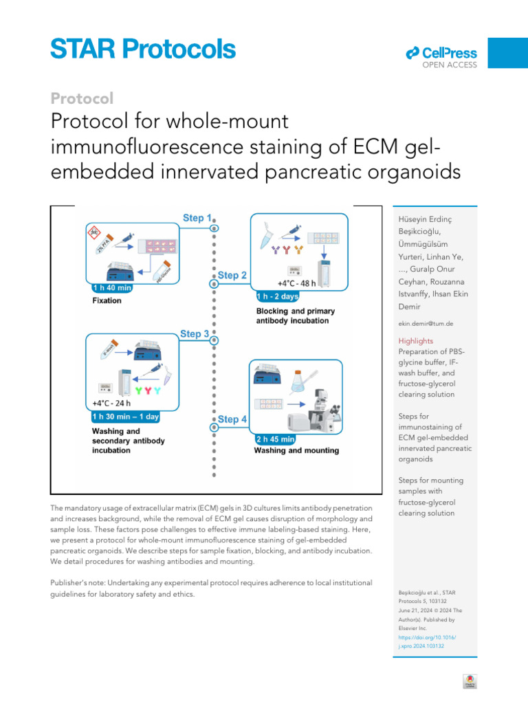 Protocol For Whole-Mount Immunofluorescence ST | PDF | Staining ...