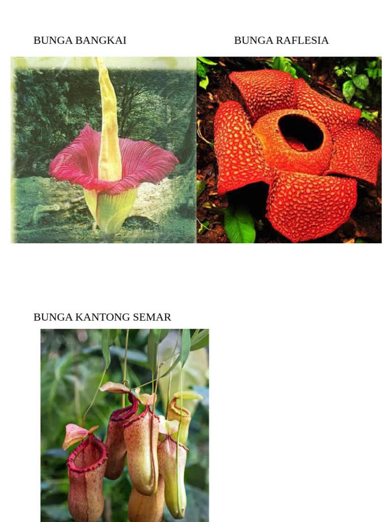 BUNGA | PDF