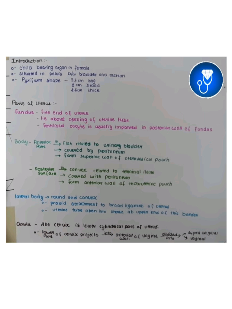 Uterus Anatomy | PDF