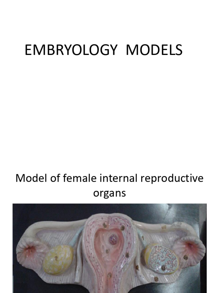 Embryo Models | PDF | Aorta | Vein