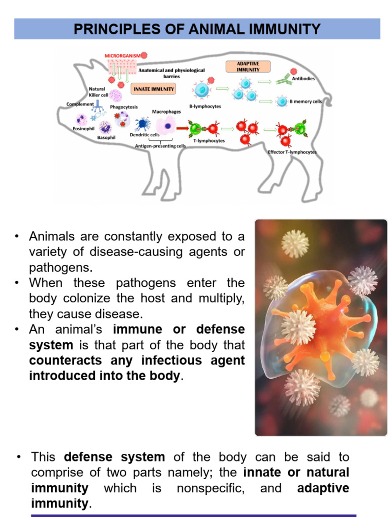 Principles of Immunity | PDF | Immune System | Antibody
