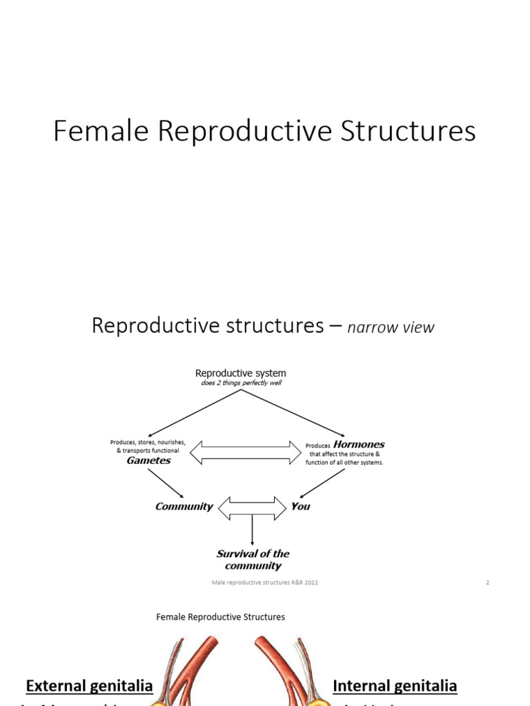 Female Reproductive Structures Nov 2023 | PDF