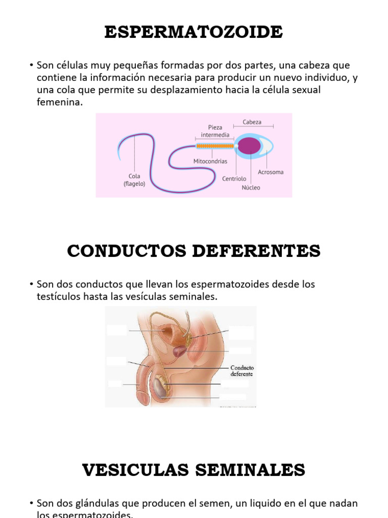 Conductos Deferentes | PDF
