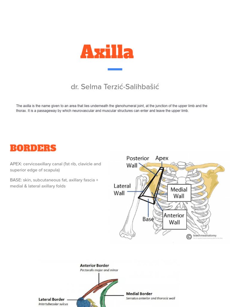 Axilla | PDF