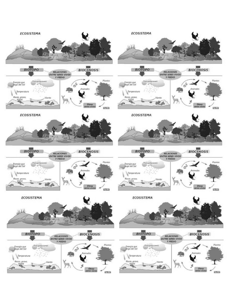 Clase 2 Ecosistemas - Imagen | PDF