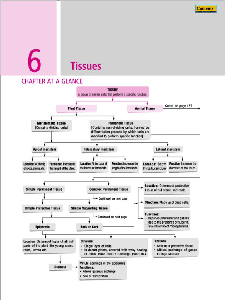 Class 9 Tissue - 1 | PDF | Tissue (Biology) | Epithelium