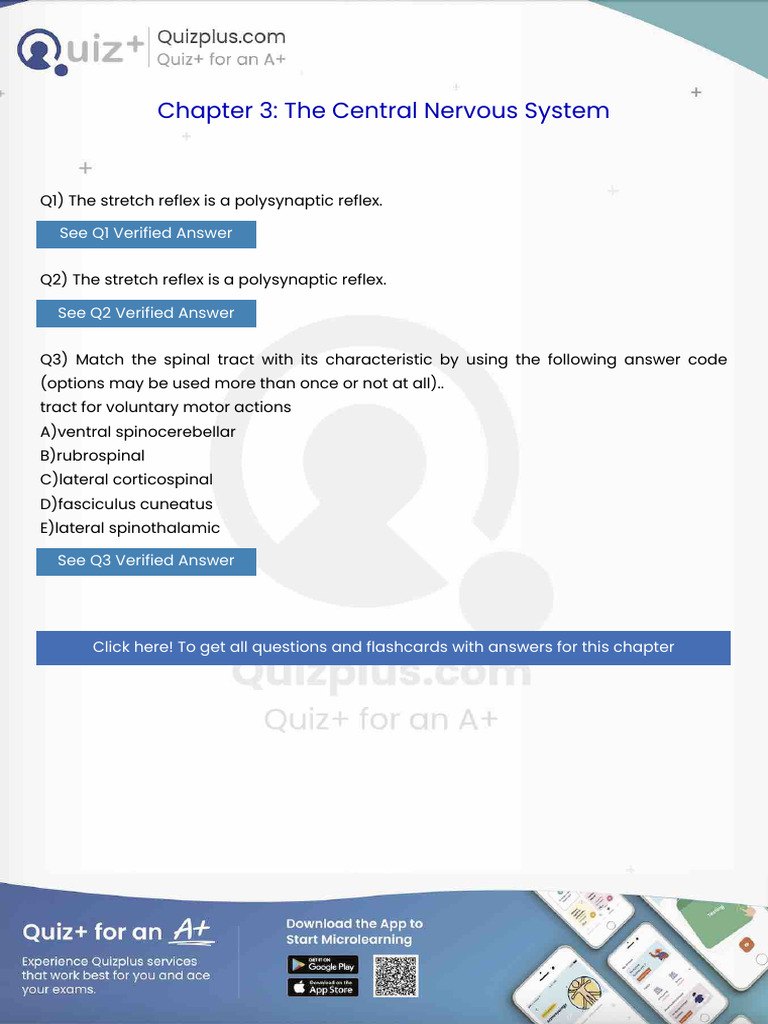 The Stretch Reflex Is A Polysynaptic Reflex | PDF