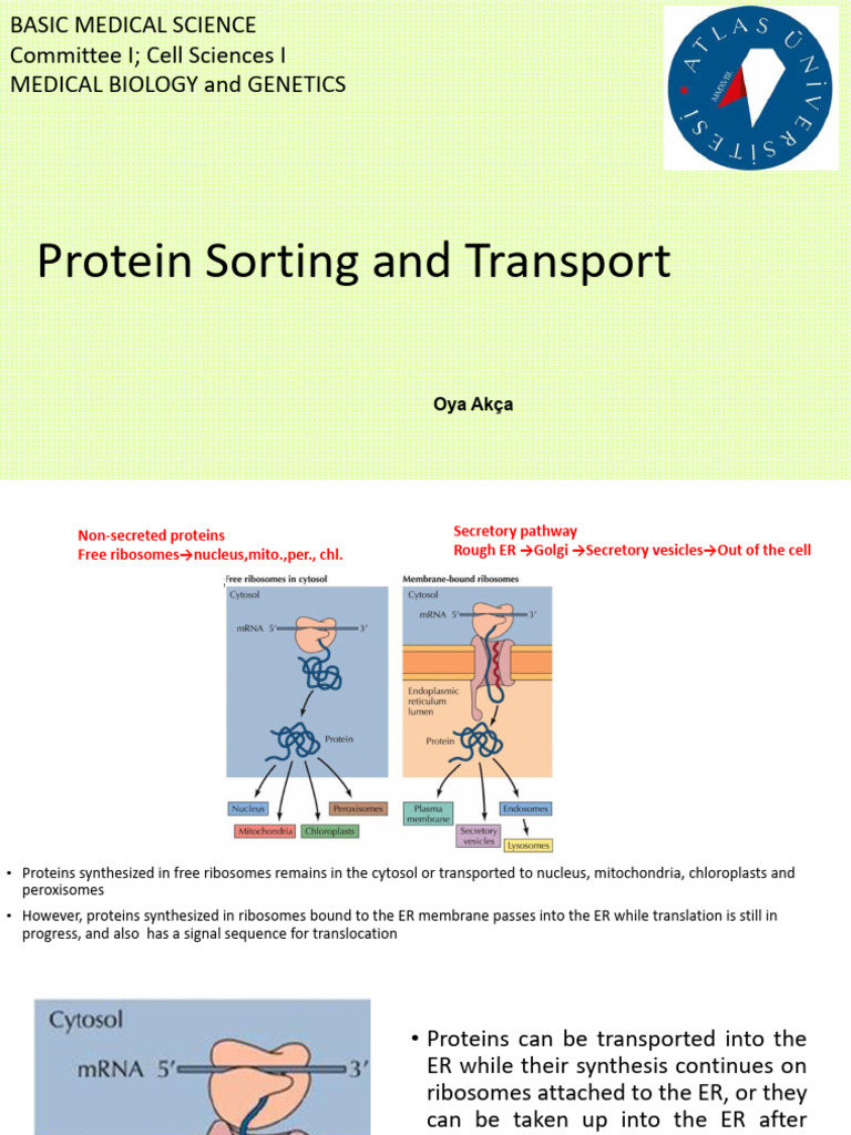 7.MED1.7. Protein Sorting and Transport | PDF | Protein Targeting ...