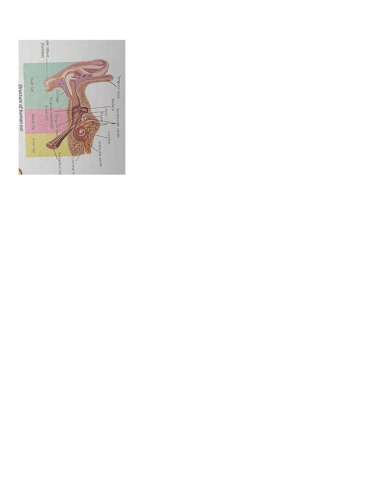 Ear | PDF