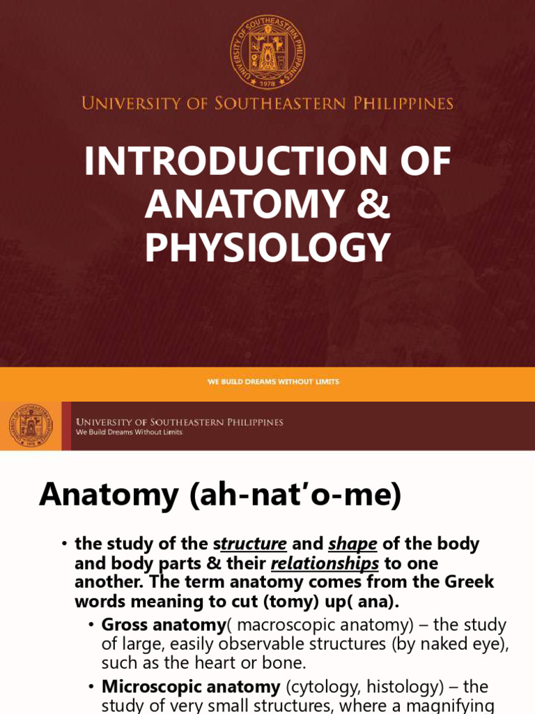 Anatomy and Physiology | PDF | Anatomical Terms Of Location | Human Body