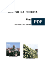 Cultivo Da Roseira