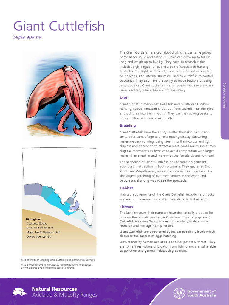 Giant Cuttlefish Bio Region Fact | PDF | Zoology