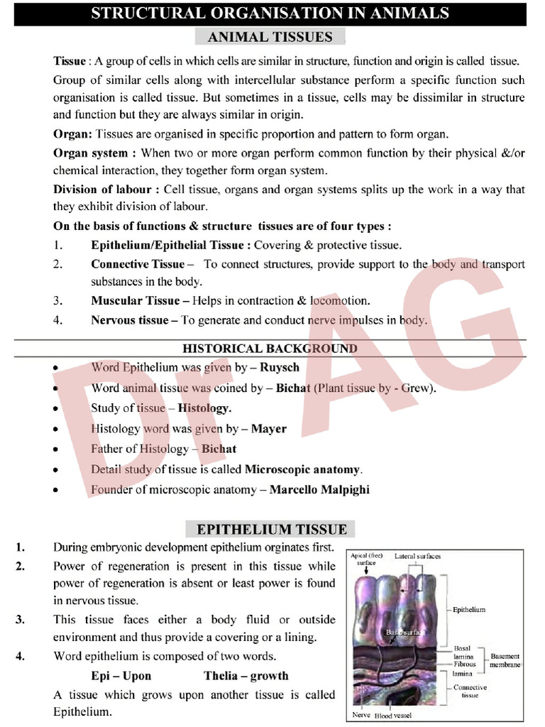 Animal Tissue ENGLISH | PDF