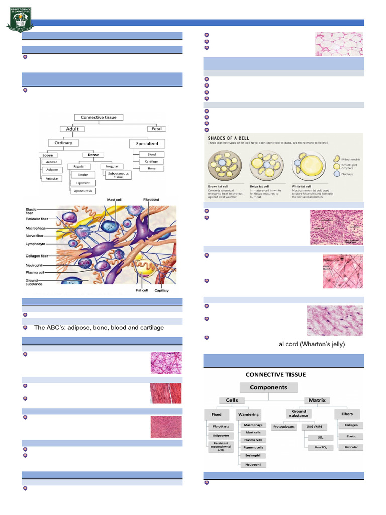 Histology | PDF | Axon | Neuron