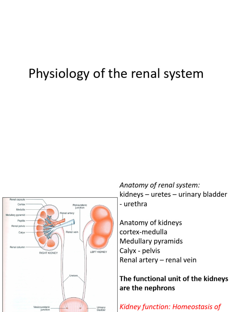 Renal Physiology | PDF | Kidney | Urinary System