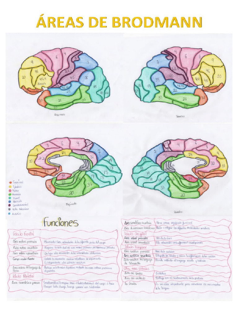 Areas de Brodmann | PDF
