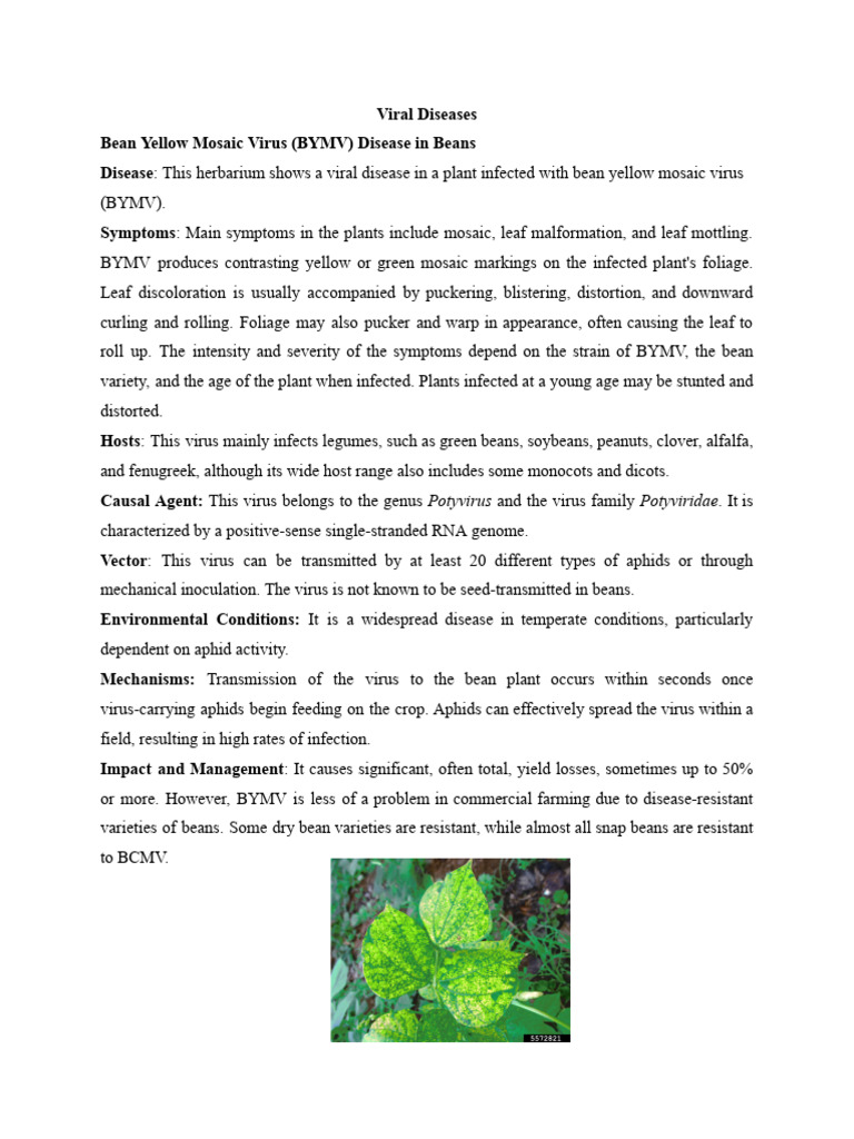 Viral, Bacterial and Fungal Diseases | PDF | Virus | Plants