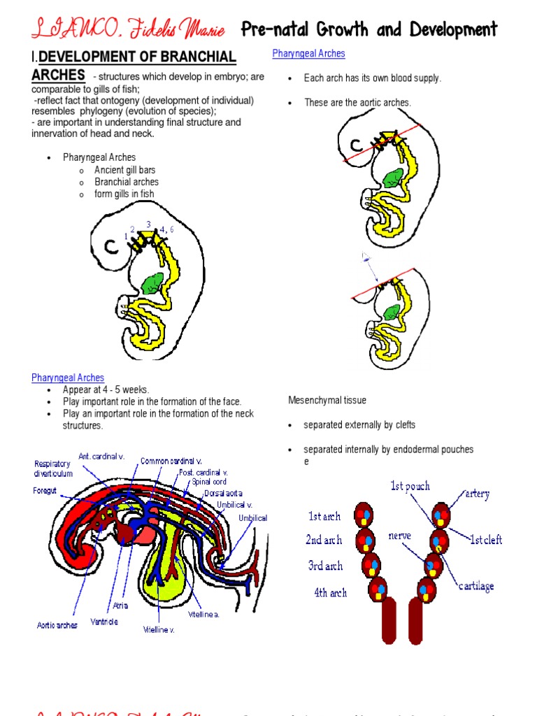 Development of Branchial Arches | PDF | Organ (Anatomy) | Primate Anatomy