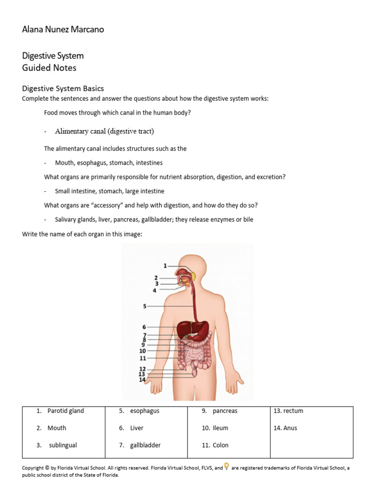 !4!ANZMguided Notes Digestive System | PDF