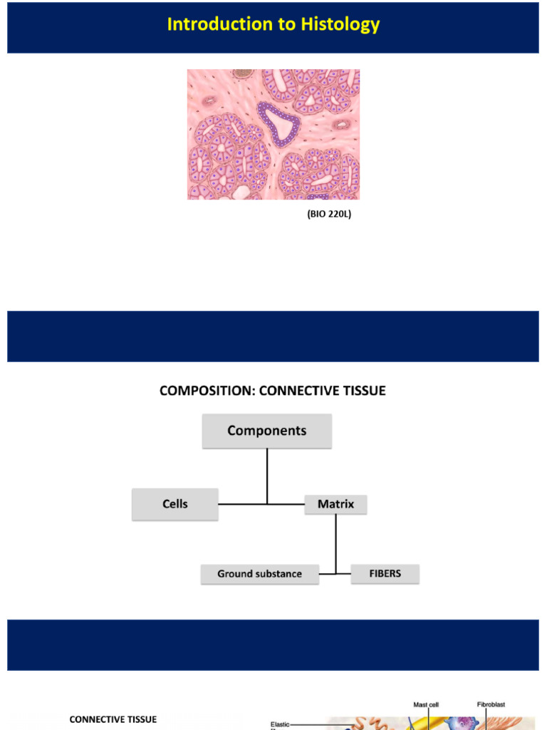 BIO 220L - Connective Tissues | PDF