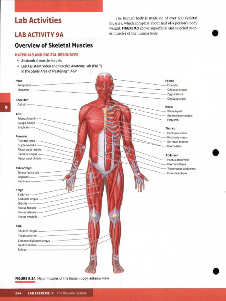 Muscle Review Package | PDF