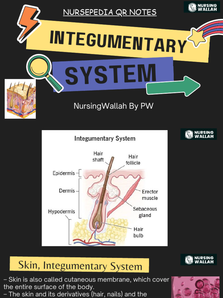 Integumentary System Notices Notices | PDF | Epidermis | Skin