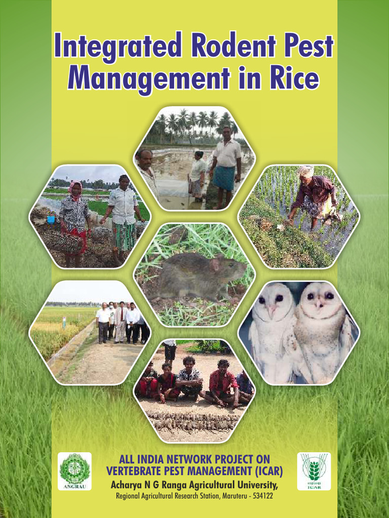 Integrated Rodent Management in Rice | PDF