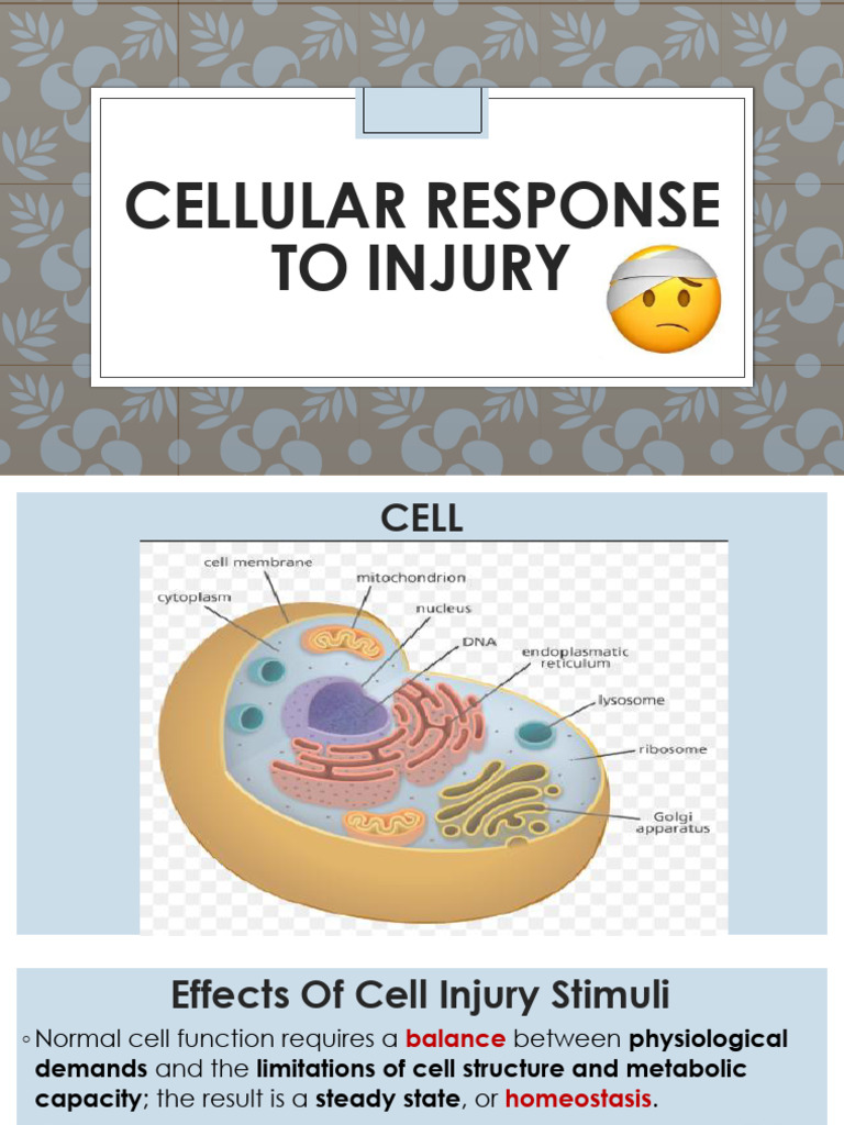 Cellular Response To Injury | PDF
