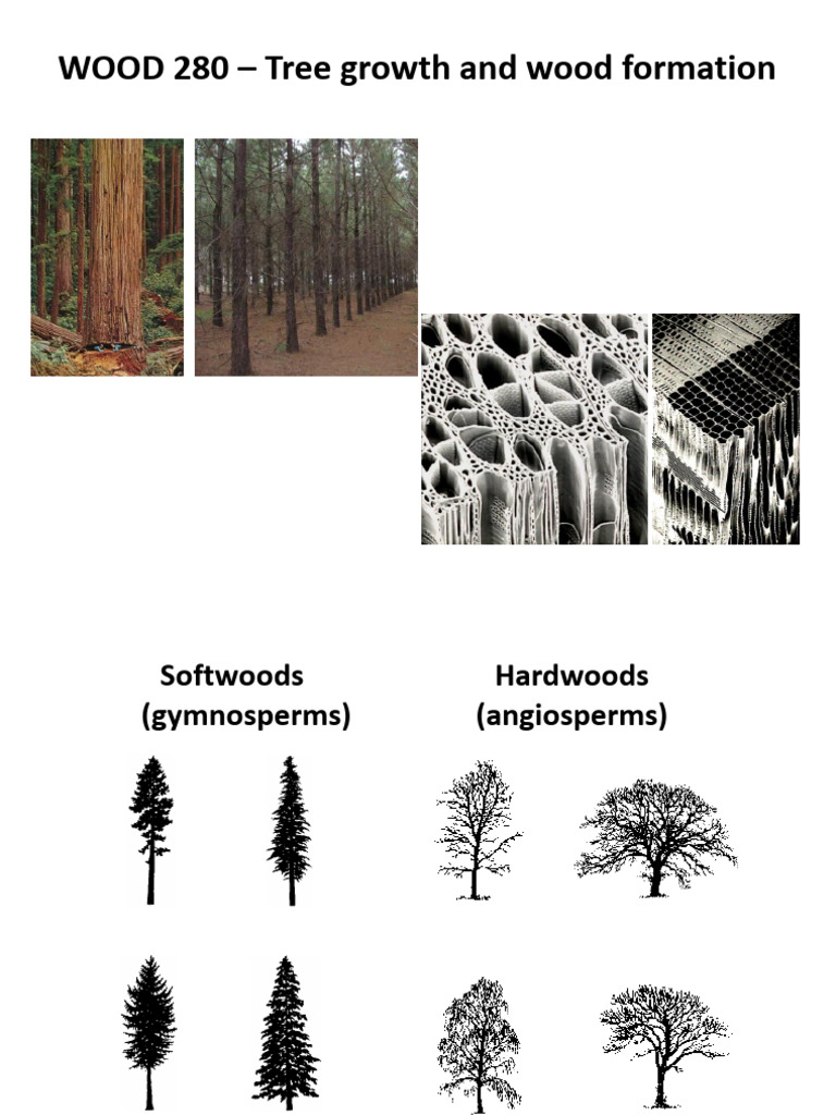 Wood 280 19W 1 Tree Growth | PDF | Plant Stem | Wood