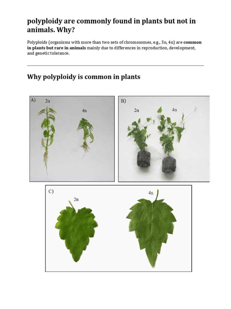 Assignment-Polyploidy in Plants and Animals-2 | PDF | Ploidy ...