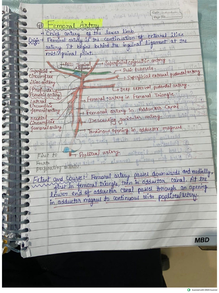 Lower Limb Handwritten Notes by MBD | PDF