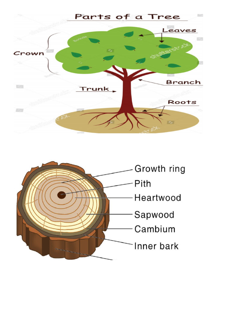 Print (Parts of A Tree) | PDF
