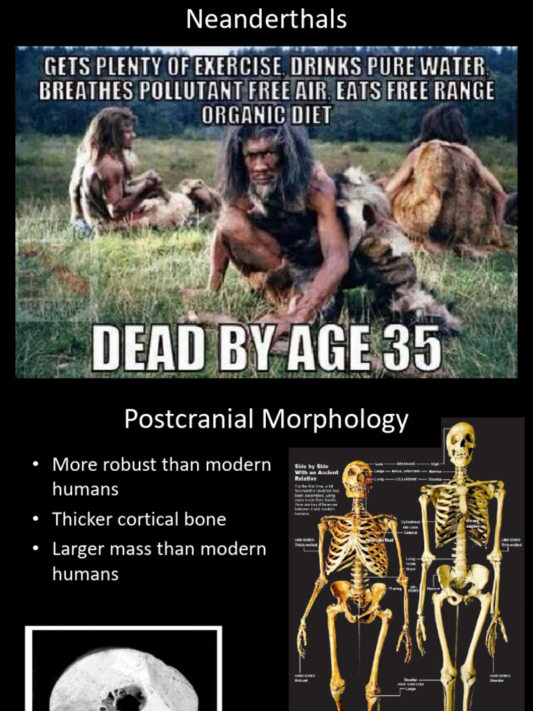 Ant160 - Lecture 22 - Neanderthal Behavior and Language | PDF | Neanderthal | Mitochondrial Dna