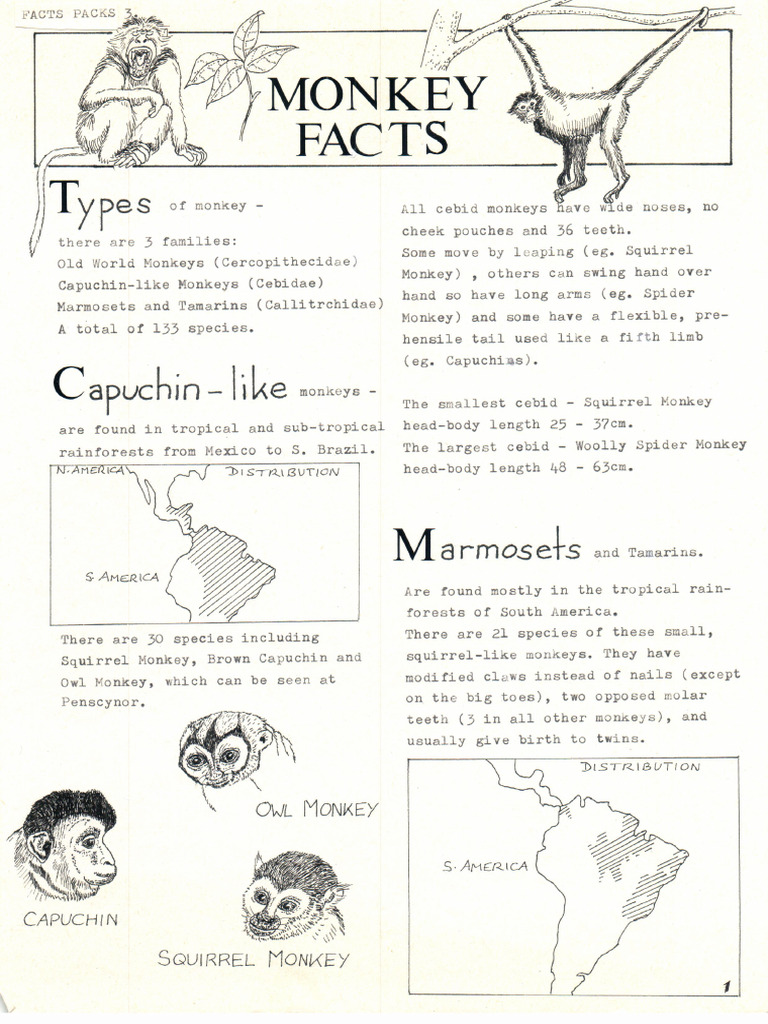03 Facts Monkeys | PDF