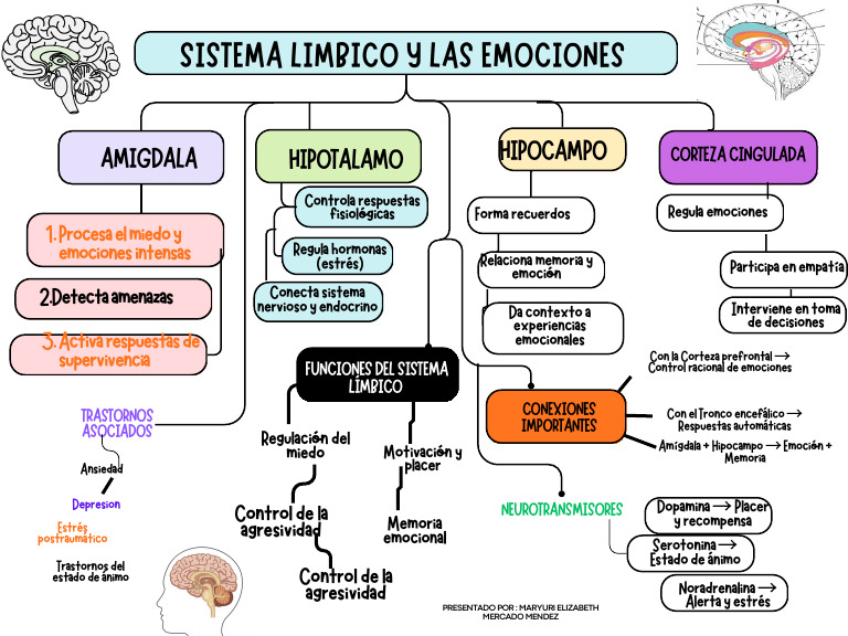 Sistema Limbico y Las Emociones | PDF | Las emociones | Estrés (biología)