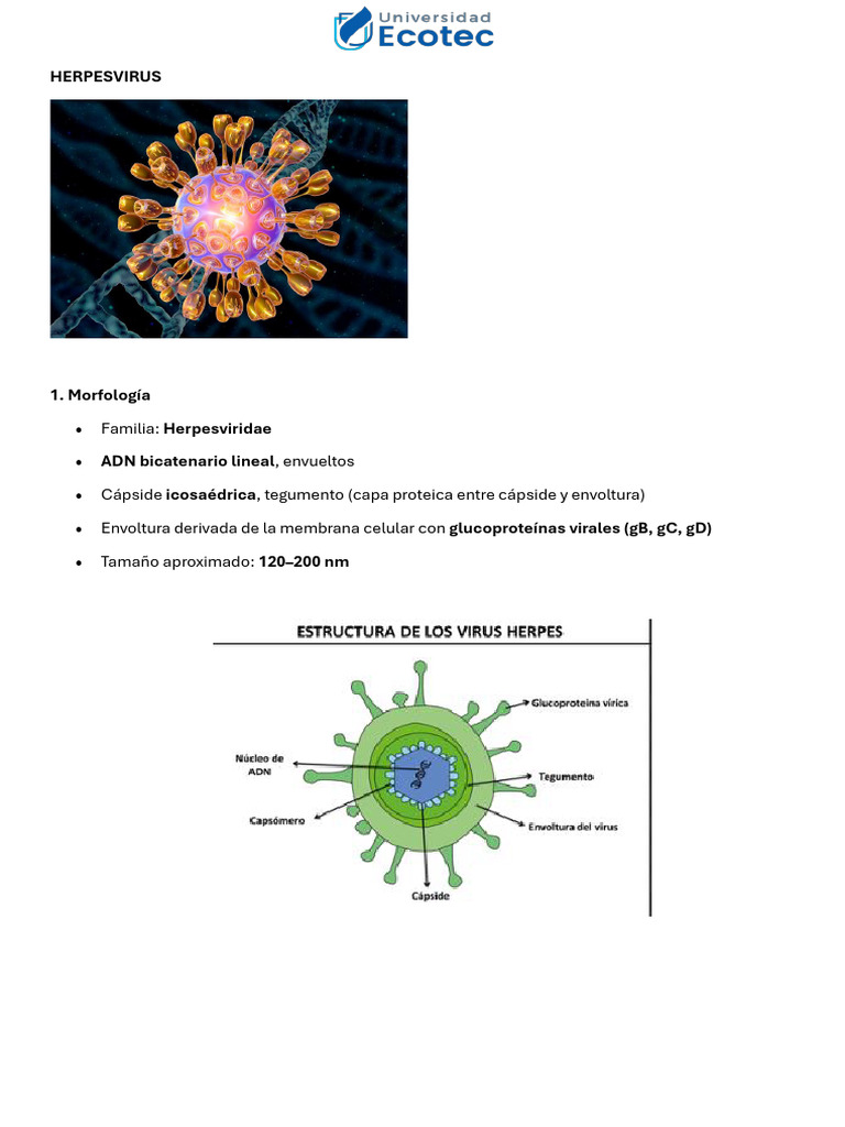 Fichas de Virus | PDF | Retrovirus | Virus