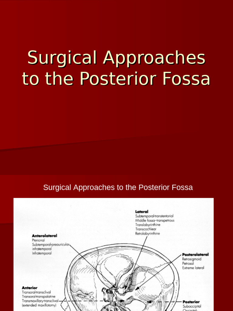 Surgical Approaches To The Posterior Fossa | PDF | Brainstem | Human ...