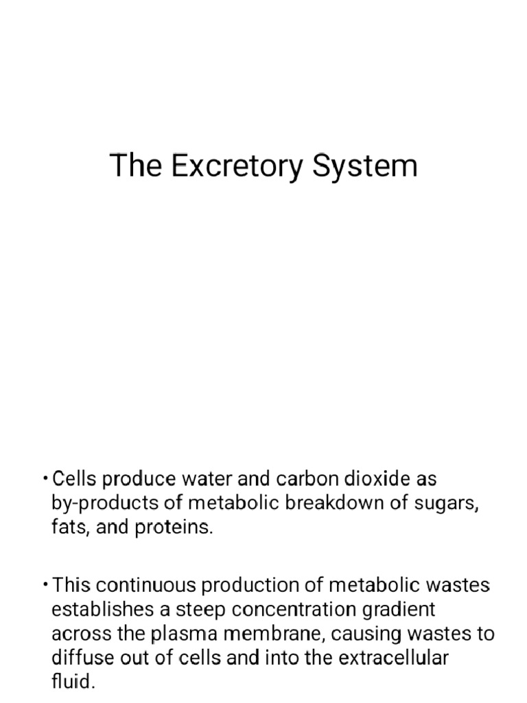 3e - Excretory System - Revised - Phoenix | PDF