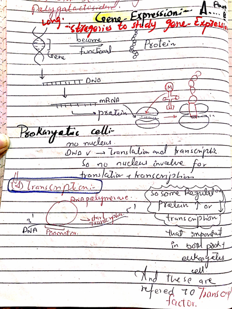 Laraib Hand Written Notes of Gene Expression, Nature ,Structures ...