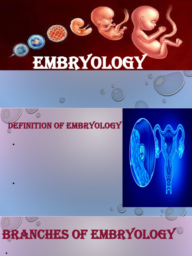 Embryology | PDF