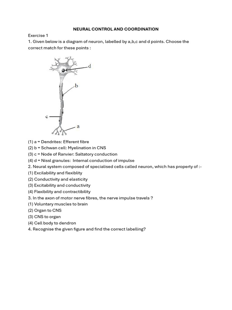 Neural Control and Coordination Obj | PDF | Axon | Action Potential