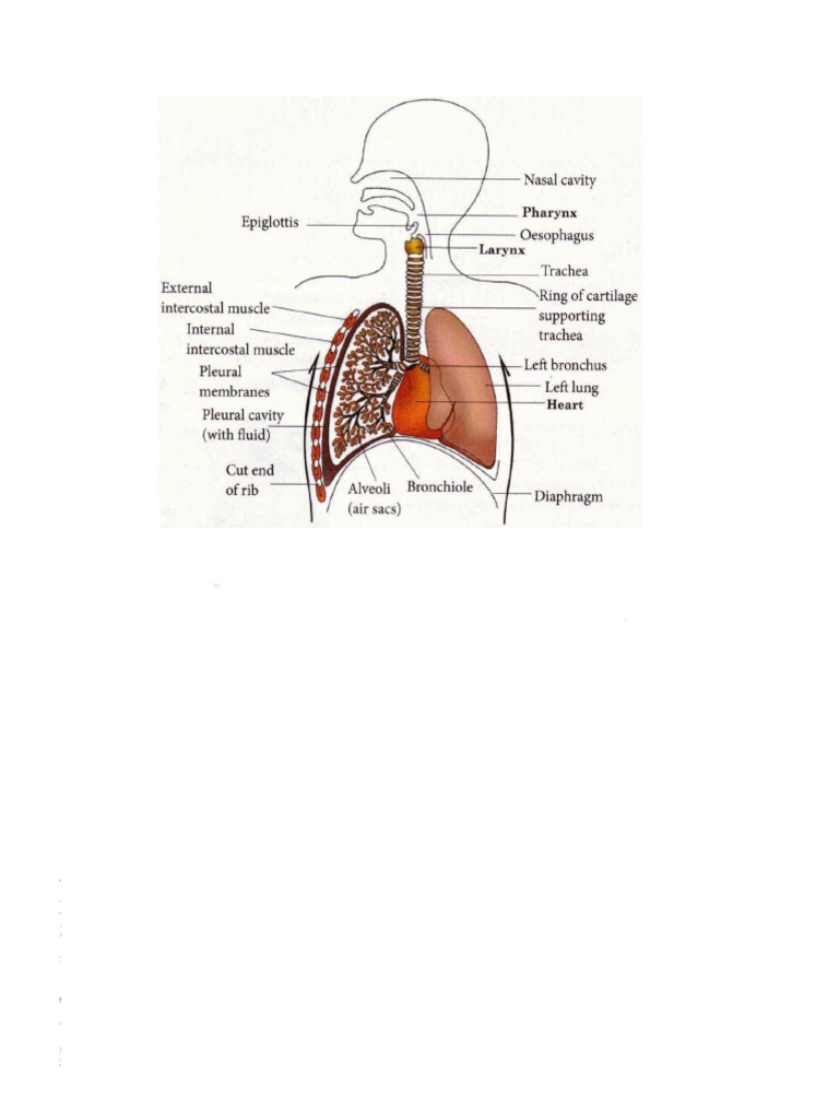 The Human Respiratory System | PDF | Breathing | Exhalation